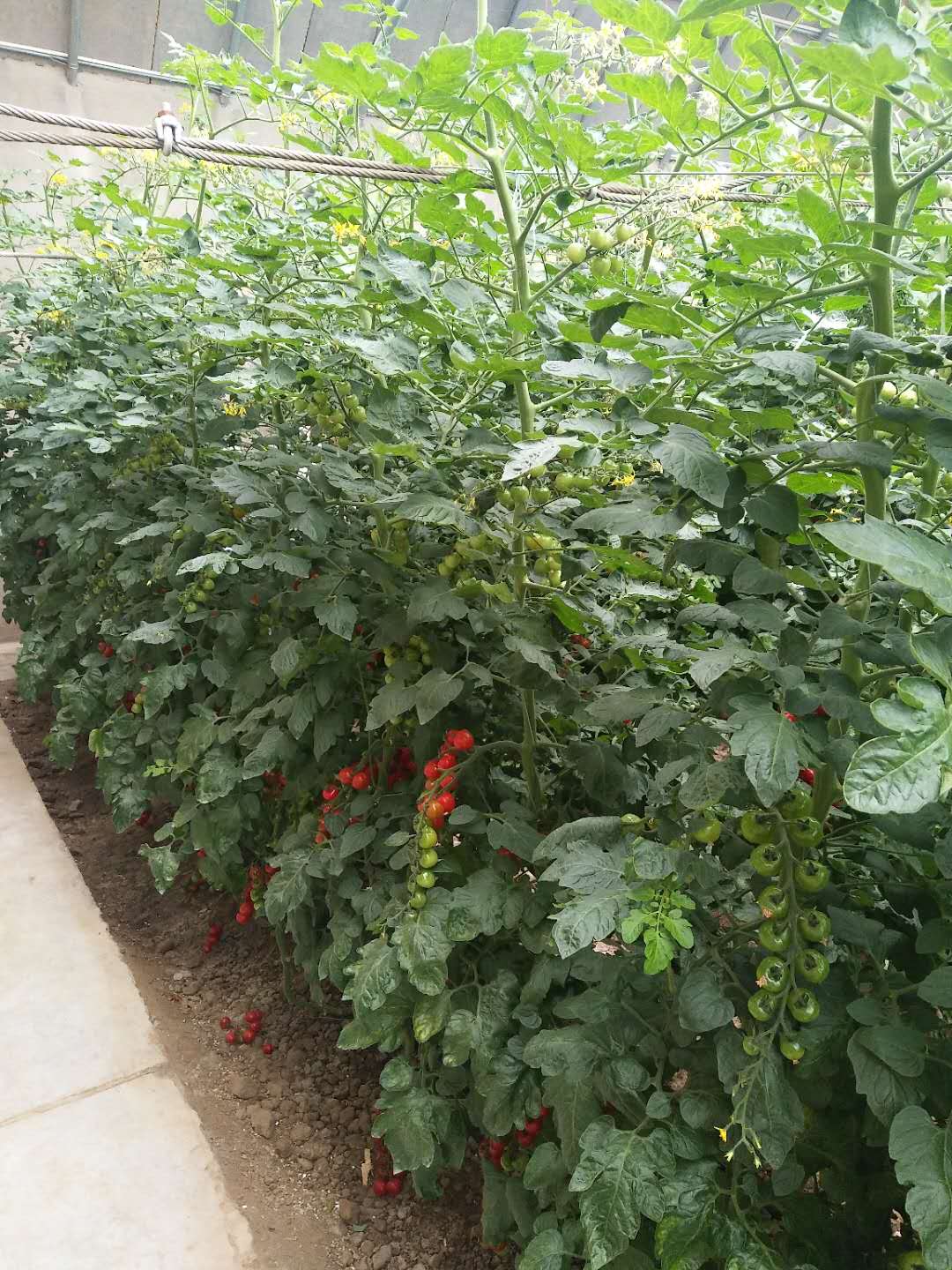 黄瓜视频IOS无限观看免费案例