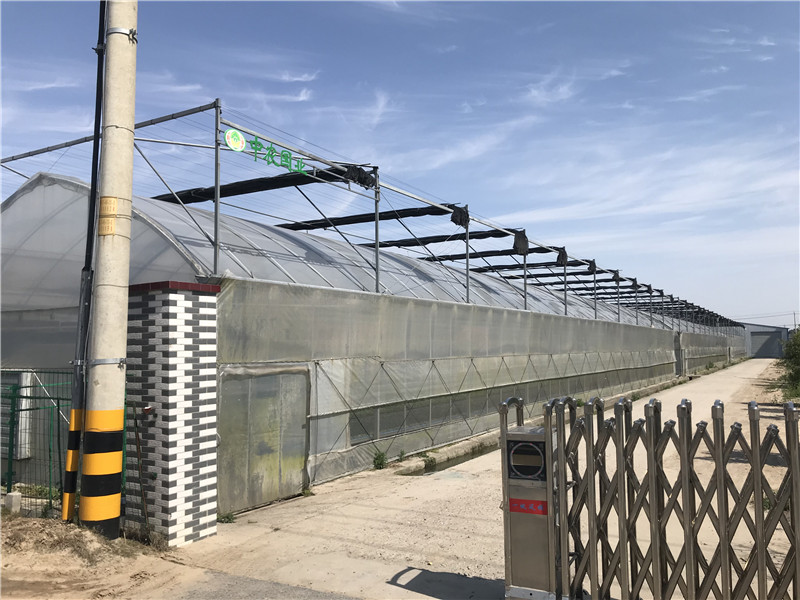 黄瓜视频在线下载基地