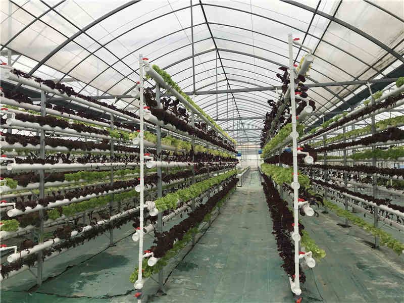 立体黄瓜视频在线下载